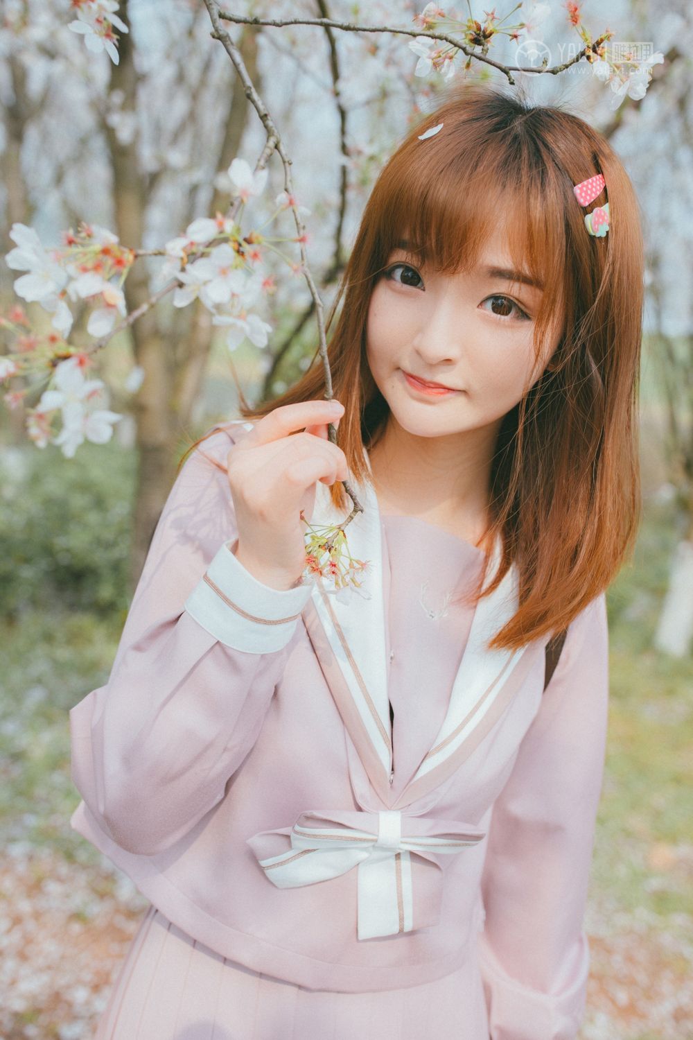 YALAYI Vol. 246 Sakura Sakura Want to Meet You